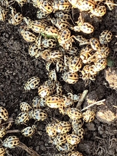 16-spot Ladybird