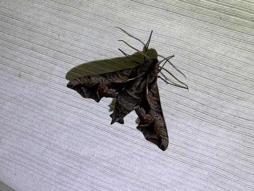 Nyceryx continua