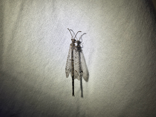 Sacken's Antlion