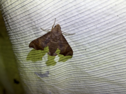 Perigonia melichari