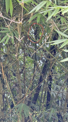 Pale-headed Woodpecker