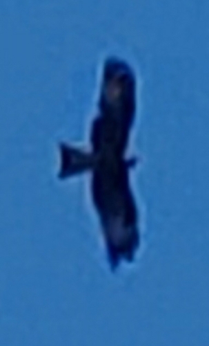 Black-eared Kite