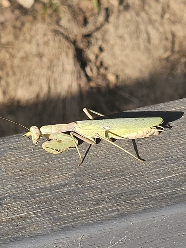 Giant Asian Mantis