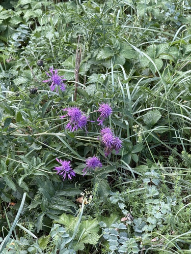 Greater Knapweed