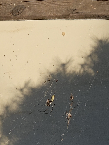 Joro Spider