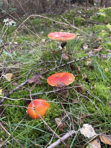 Fly Agaric
