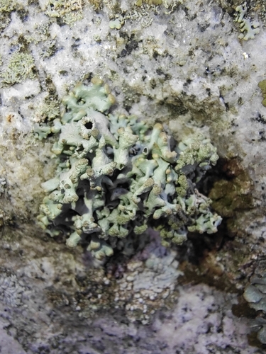 Powder-headed Tube Lichen