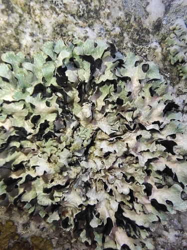 Netted shield lichen