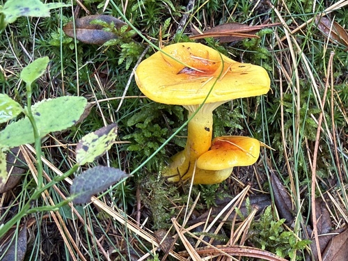 Larch Waxy Cap