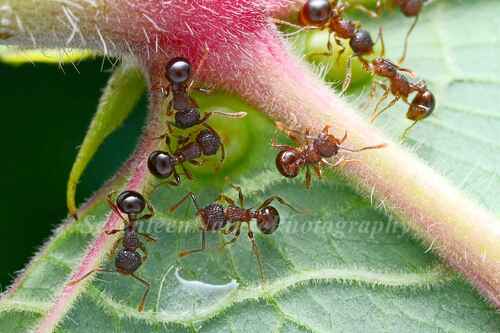 Japanese Queenless Ant