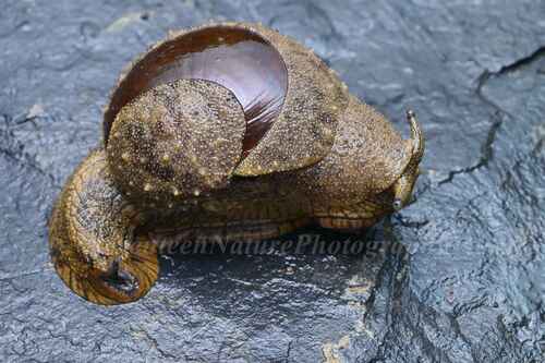 Arboreal Snail