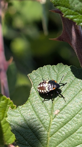 Southern Green Stink Bug
