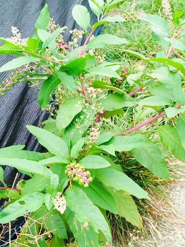 American pokeweed