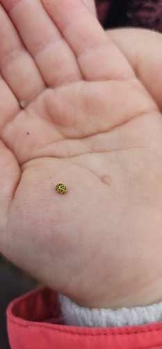 22-spot Ladybird