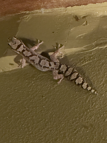 Robust Gecko