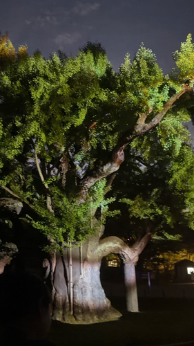 ginkgo