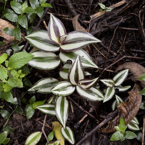 zebra plant