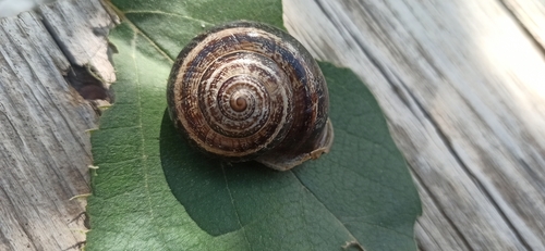 Chocolate-band Snail