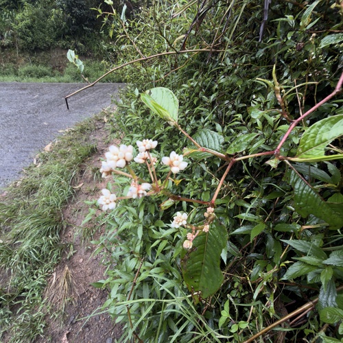 China knotweed