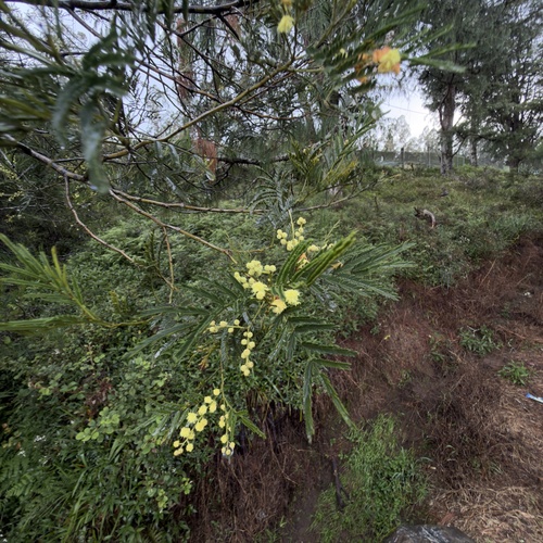 black wattle