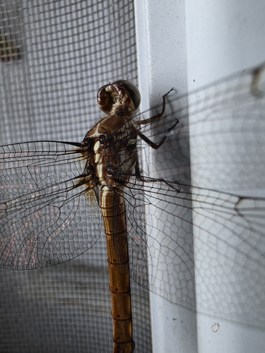 Roseate Skimmer
