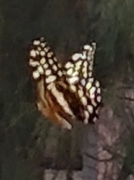 Citrus Swallowtail