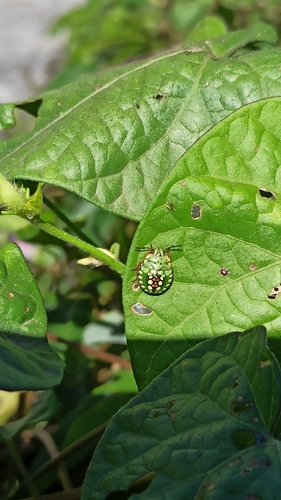 Southern Green Stink Bug