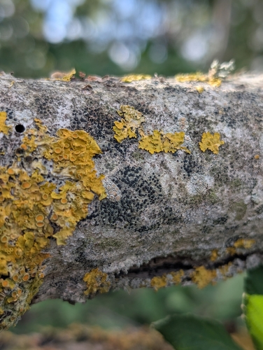 Common Sunburst Lichen