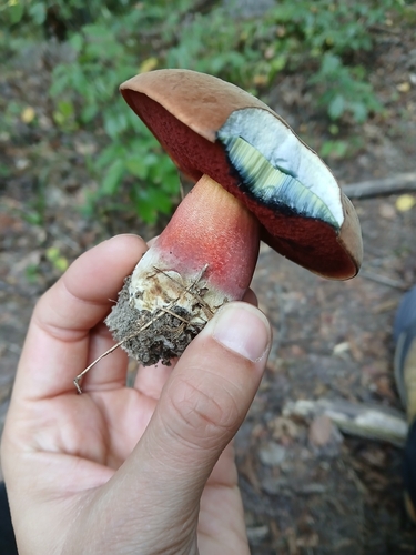 Dotted Stem Bolete