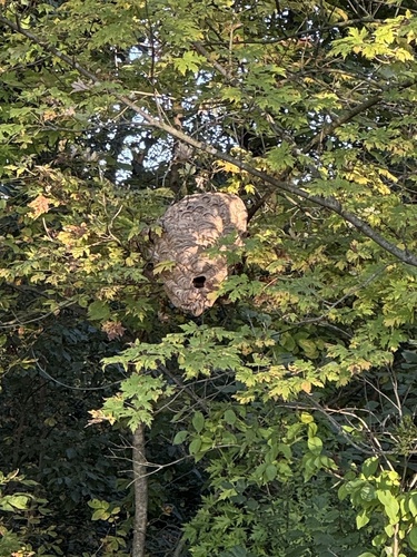 Bald-faced Hornet
