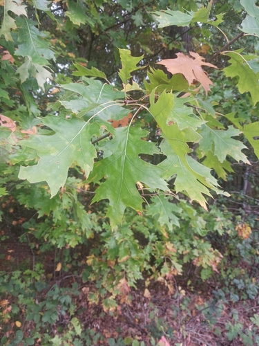 northern red oak