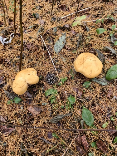 Golden Cap