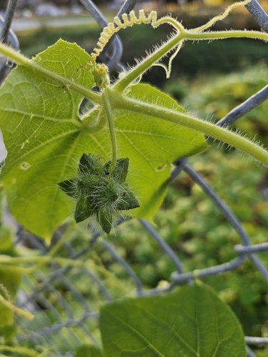 Oneseed Bur Cucumber