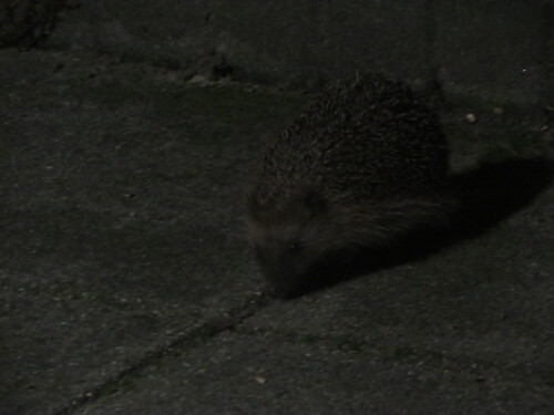 Common Hedgehog