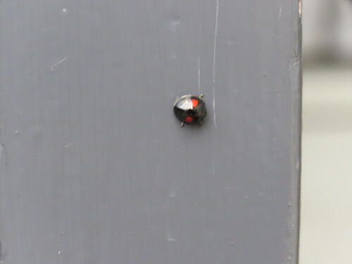 Kidney-spot Ladybird