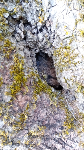 Common Wall Lizard