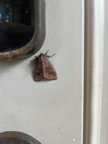Bronzed Cutworm Moth