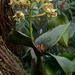 Dendrobium finisterrae - Photo (c) Chien Lee, todos los derechos reservados, uploaded by Chien Lee
