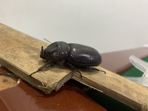 Coconut Rhinoceros Beetle