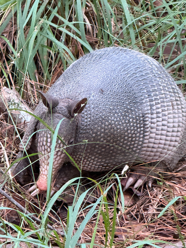 Mexican Long-nosed Armadillo