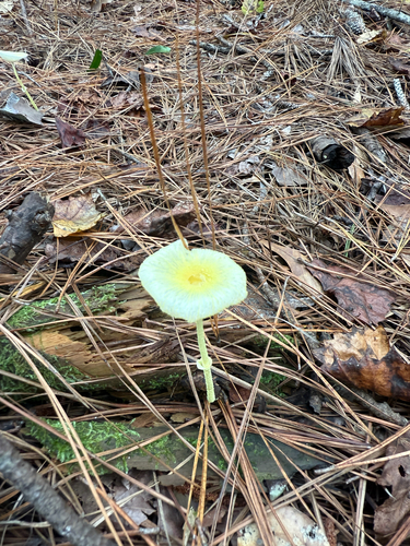 Fragile Dapperling