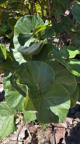 grandleaf sea grape