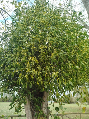 European mistletoe