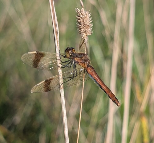 Banded Darter