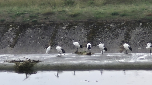 African Sacred Ibis
