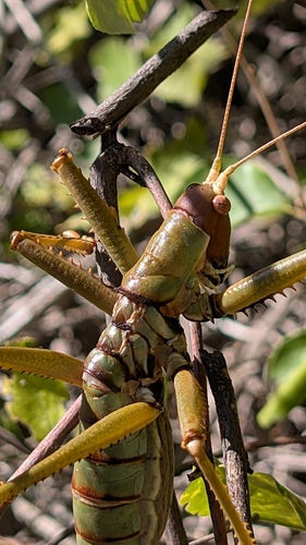 Rhodes Predatory Bush-cricket