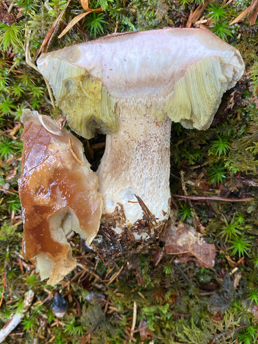King Bolete