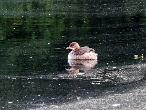 Little Grebe