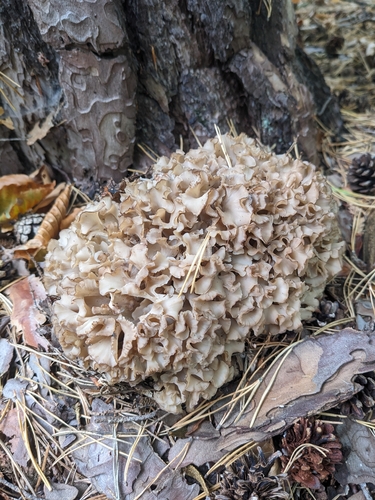 Cauliflower Fungus