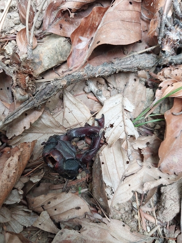 European Stag Beetle